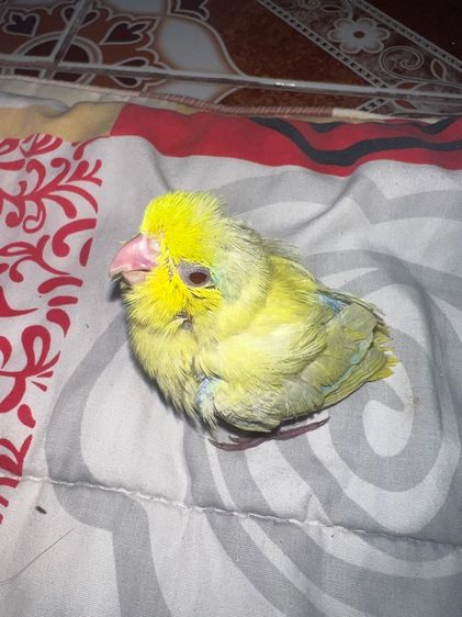 ฟอพัส กรีนไดรูท