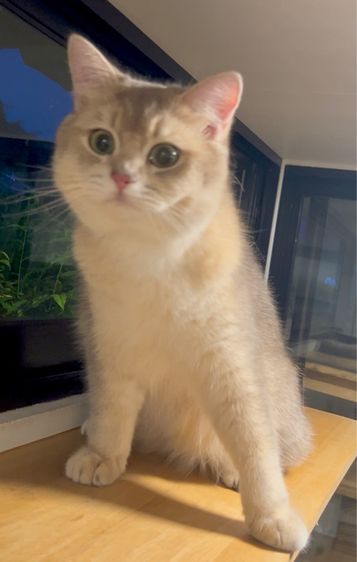 ดช.บริติช รูปที่ 6