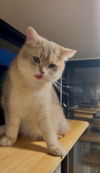 ดช.บริติช รูปที่ 7