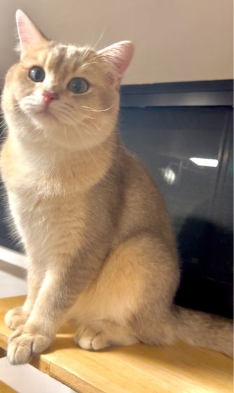 ดช.บริติช รูปที่ 2