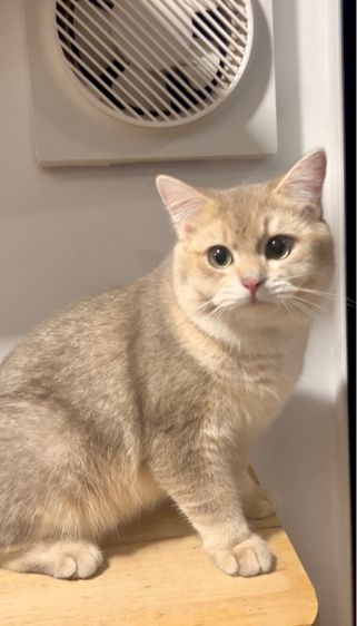 ดช.บริติช รูปที่ 5