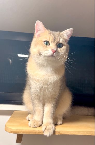 ดช.บริติช