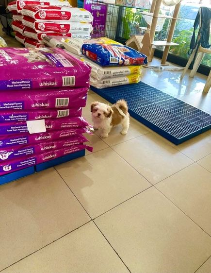 ชิสุแท้วัคซีนแล้ว รูปที่ 3