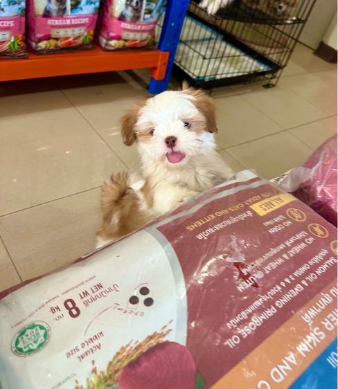 ชิสุแท้วัคซีนแล้ว รูปที่ 4