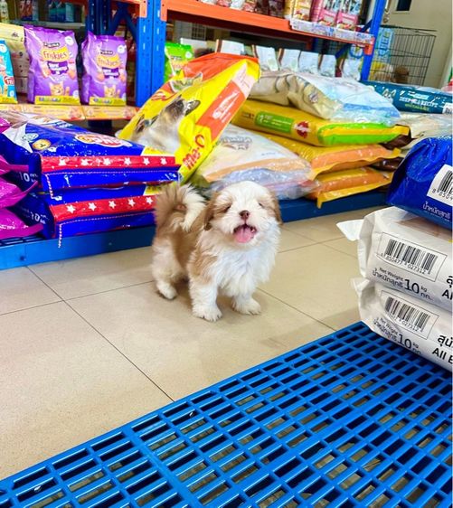 ชิสุแท้วัคซีนแล้ว