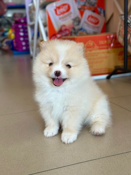 ปอมเมอเรเนียน รูปที่ 3