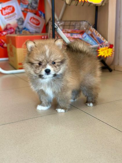 ปอมเมอเรเนียน รูปที่ 2