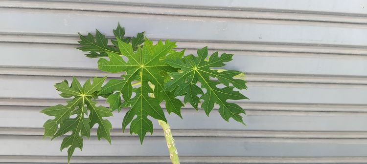 แจกต้นไม้ฟรี รูปที่ 12