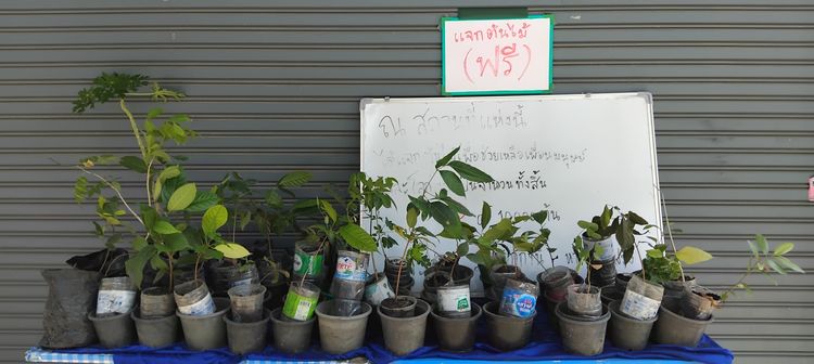 แจกต้นไม้ฟรี รูปที่ 17