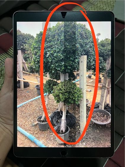 ไอแพด โปร10.5 256กิ๊ก สีเงิน รูปที่ 3