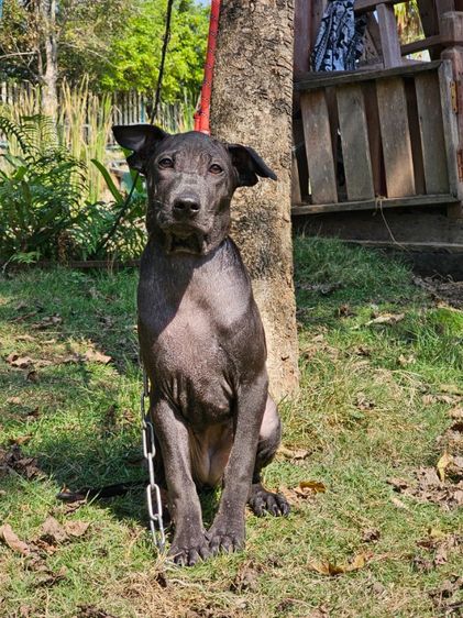 ลูกสุนัขไทยหลังอานเพศเมีย สายเลือดดี