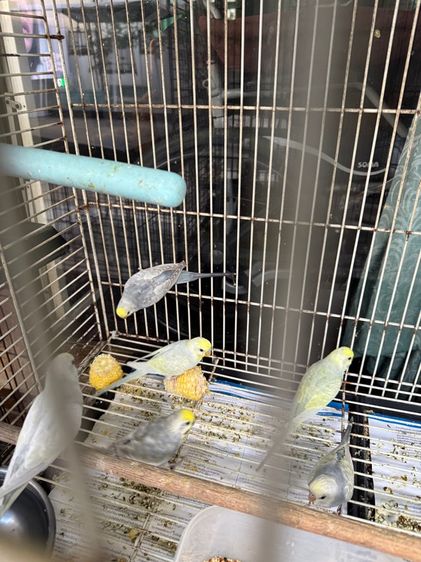 นกหงษ์หยก รูปที่ 4