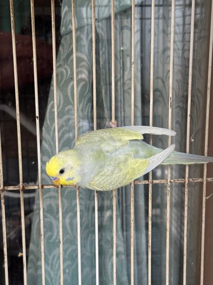 นกหงษ์หยก รูปที่ 17