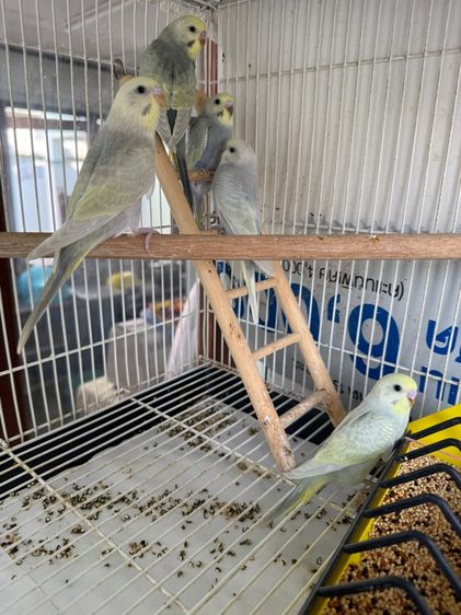 นกหงษ์หยก