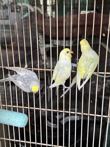 นกหงษ์หยก รูปที่ 6