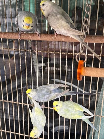 นกหงษ์หยก รูปที่ 5