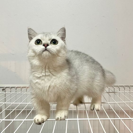 มันช์กิ้น ขาสั้น หญิง  รูปที่ 3