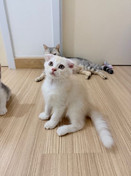 สกอตติส รูปที่ 9