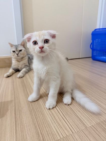 สกอตติส รูปที่ 7