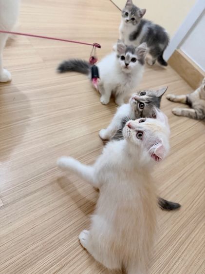 สกอตติส รูปที่ 11