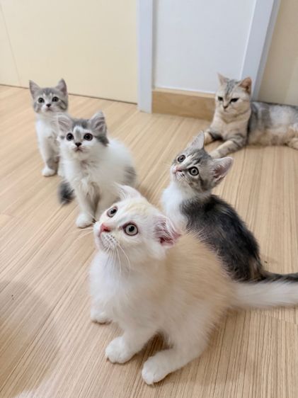 สกอตติส รูปที่ 16