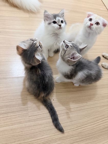 สกอตติส รูปที่ 17