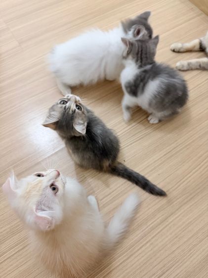 สกอตติส ขนสั้น รูปที่ 12