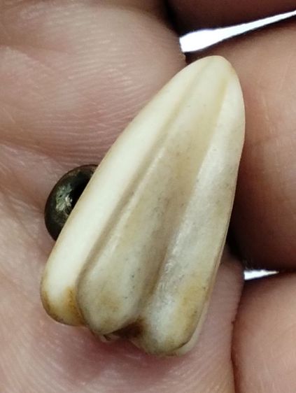 มะเฟืองหลวงพ่อพัก  รูปที่ 2