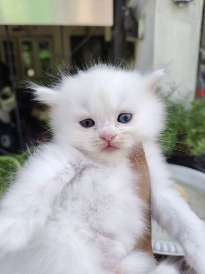 แมวเปอร์เซียตาสองสี💛🩵 รูปที่ 5
