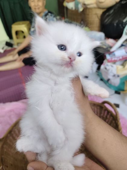 แมวเปอร์เซียตาสองสี💛🩵 รูปที่ 4