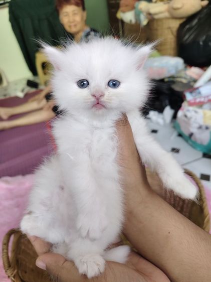 เปอร์เซีย (Persian) แมวเปอร์เซียตาสองสี💛🩵