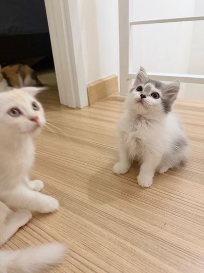 สกอตติสขนยาว รูปที่ 2