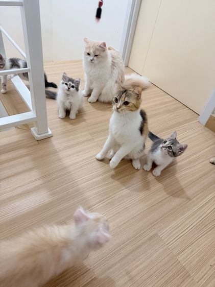 สกอตติสขนยาว รูปที่ 5