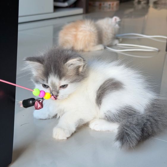 สกอตติสขนยาว รูปที่ 11