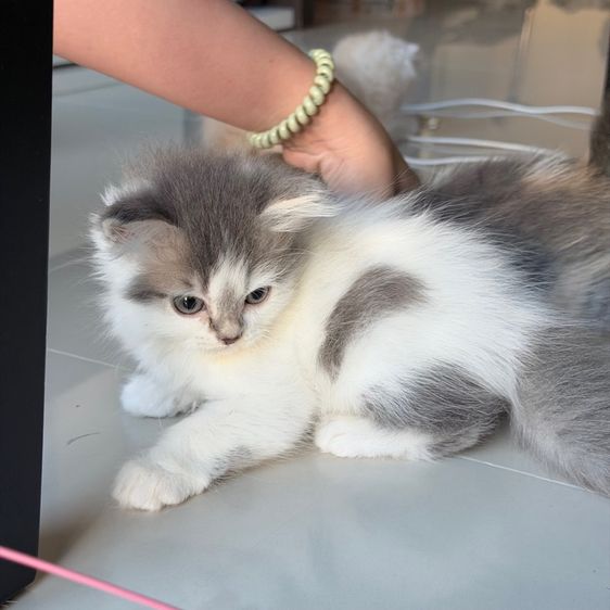 สกอตติสขนยาว รูปที่ 10