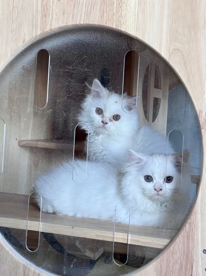 แมวเปอร์เซีย 3 ใบเถา รูปที่ 2