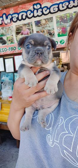 เฟรนส์บลูด็อกสีบลูเมอร์แทน รูปที่ 14