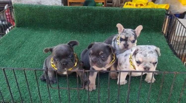 เฟรนส์บลูด็อกสีบลูเมอร์แทน รูปที่ 2