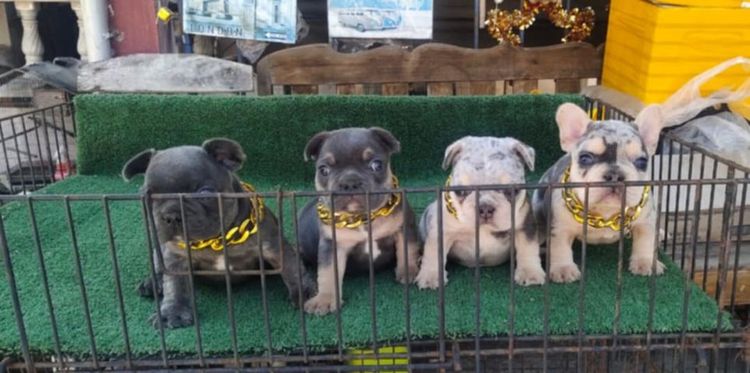 เฟรนส์บลูด็อกสีบลูเมอร์แทน