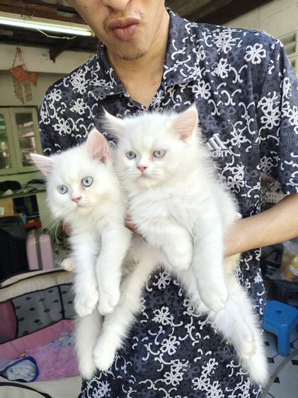 แมวเปอร์เซียแท้ตาฟ้า