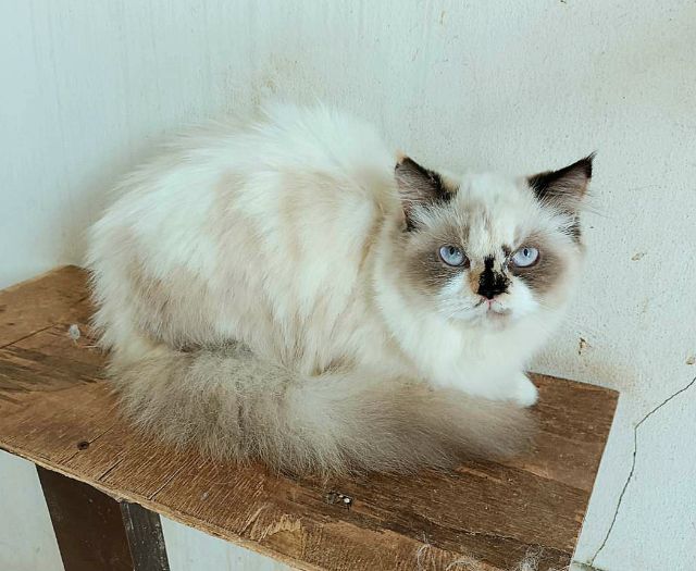 เปอร์เซีย (Persian) แมวเปอร์เซียแท้
