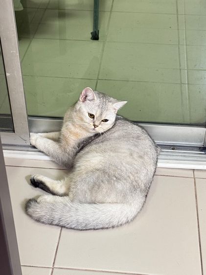 สก็อตติช โฟลด์ ขี้อ้อนมาก ติดคน กินเก่ง อายุ8เดือน เพศหญิง