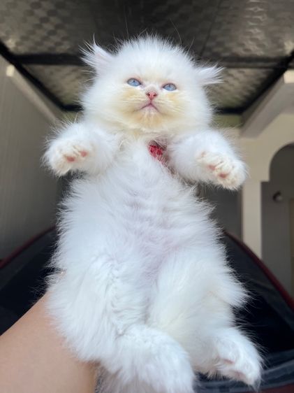 น้องแมวเปอร์เซีย รูปที่ 10
