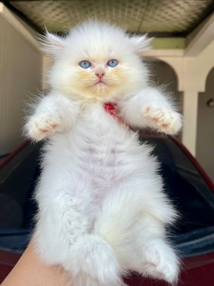 น้องแมวเปอร์เซีย รูปที่ 9