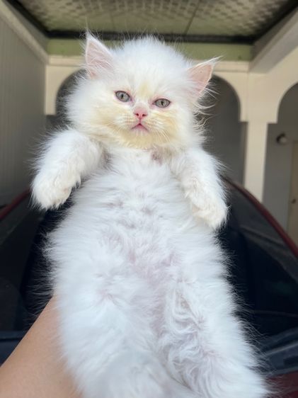 น้องแมวเปอร์เซีย รูปที่ 4
