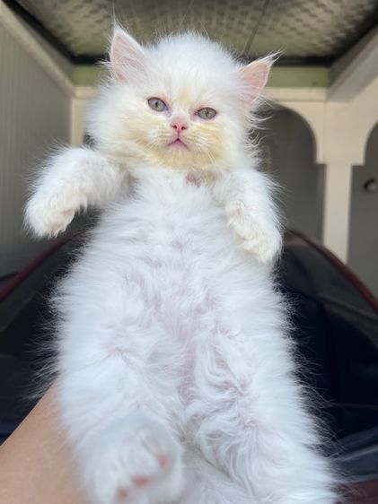 น้องแมวเปอร์เซีย รูปที่ 3