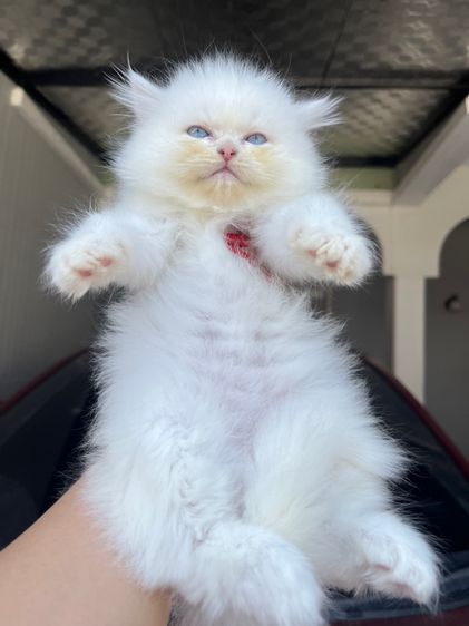 น้องแมวเปอร์เซีย รูปที่ 13