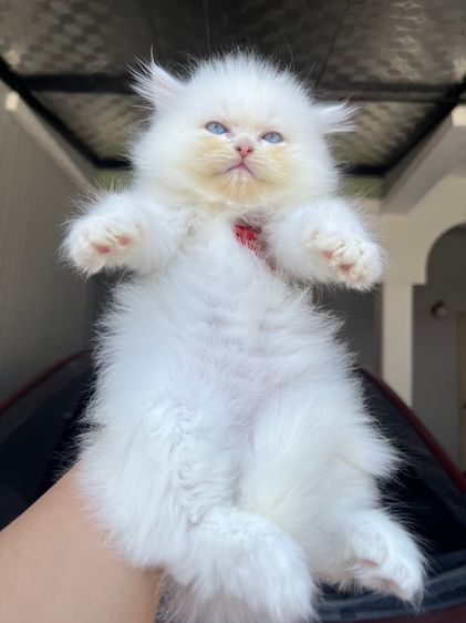 น้องแมวเปอร์เซีย รูปที่ 12