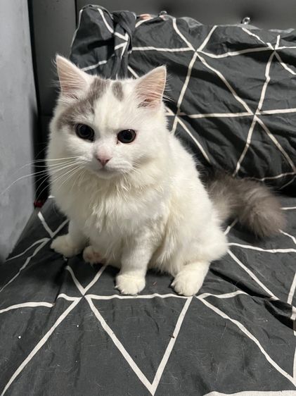 แมวสก๊อตติด รูปที่ 6