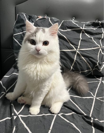 แมวสก๊อตติด รูปที่ 5